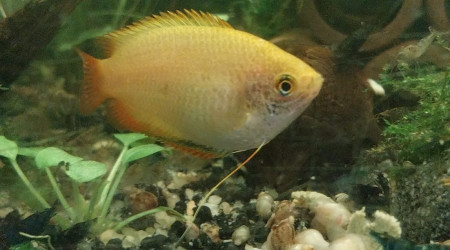 Mes chunas et ma Trichogaster red