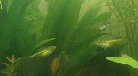 Kubotai - 134L Asiat