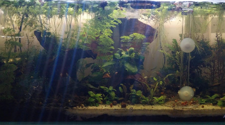 Mise à jour du 54L - Australo Guinéen