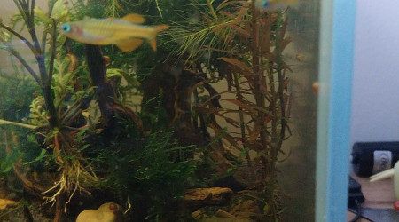 Ma Population - 54L Australo-Guinéen