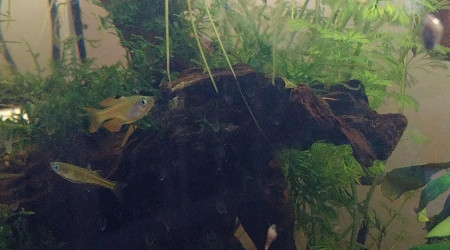 Ma Population - 54L Australo-Guinéen