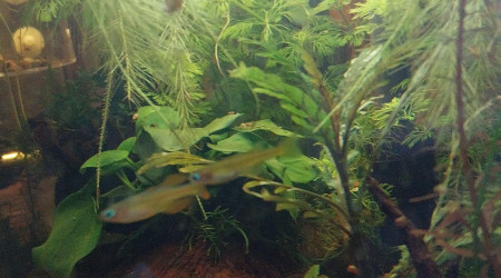 Ma Population - 54L Australo-Guinéen