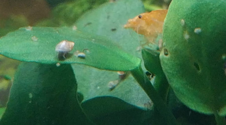 Ma Population - 54L Australo-Guinéen