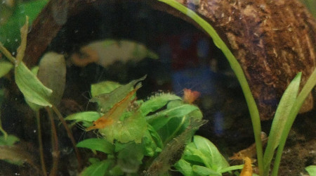 Ma Population - 54L Australo-Guinéen