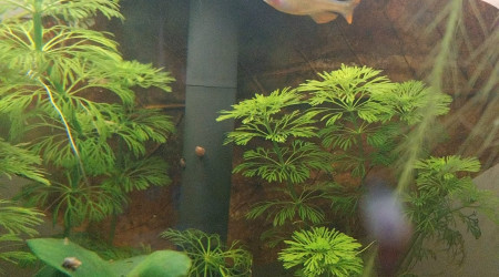 Ma Population - 54L Australo-Guinéen