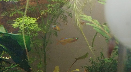 Ma Population - 54L Australo-Guinéen