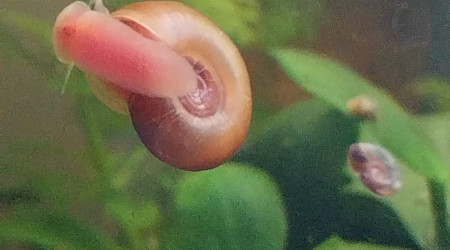 Ma Population - 54L Australo-Guinéen