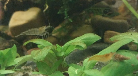 Ma Population - 54L Australo-Guinéen