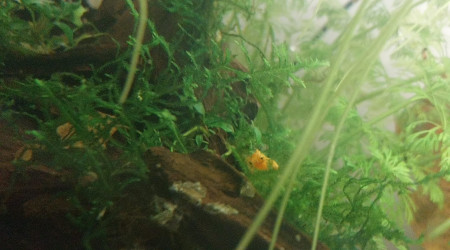 Ma Population - 54L Australo-Guinéen