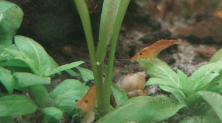 Ma Population - 54L Australo-Guinéen