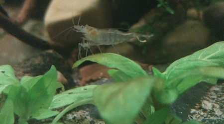 Ma Population - 54L Australo-Guinéen