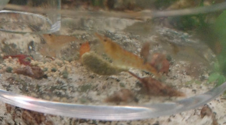 Ma Population - 54L Australo-Guinéen