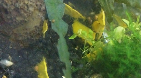 Spé Yellow Neon - Nano