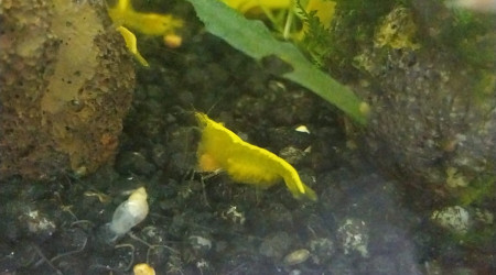 Spé Yellow Neon - Nano