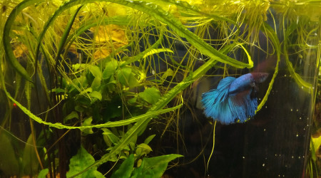 aquarium Nano Railay