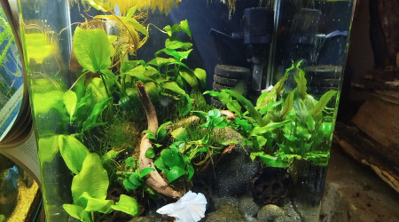 aquarium Nano Koh Nok