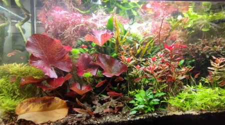 aquarium Bac 1 - Communautaire hollandais - 180