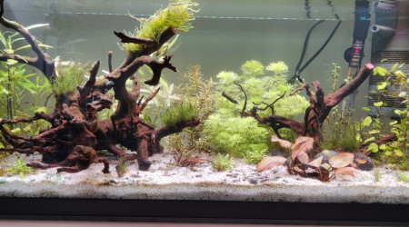 aquarium Galaxy et invertébrés