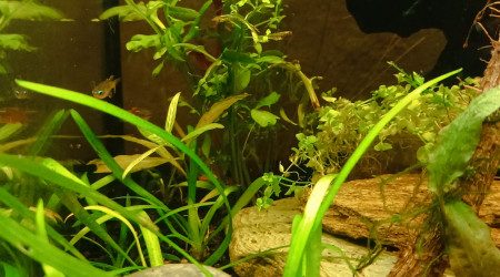 La jungle qui pousse