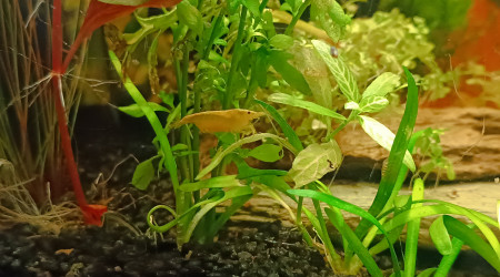 La jungle qui pousse