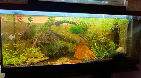 La jungle qui pousse