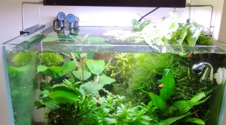 aquarium Bac 5 - Spécifique Taiwan bee mix Red - 60