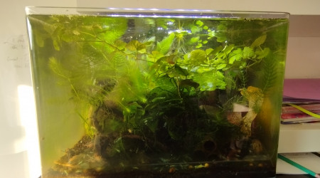 aquarium Bac 6 - Spécifique Taiwan bee Blue Bolt - 35