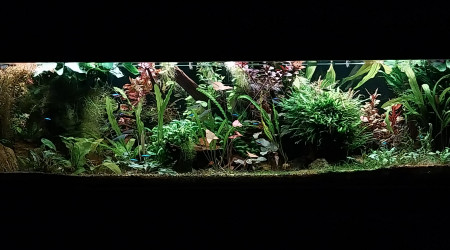 aquarium Amazonien hollandais