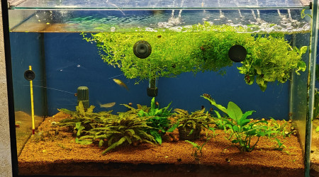 aquarium Eheim 240 - Demi Gauche