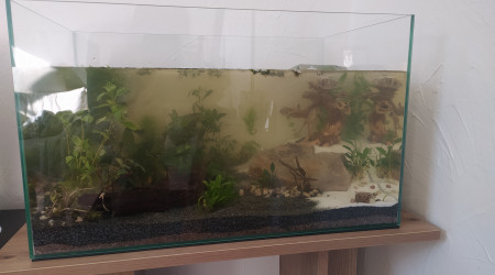 aquarium Aquarium low-tech 45L