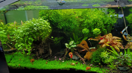aquarium Aquarium communautaire 60