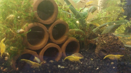 Ah les creu creu creuuu