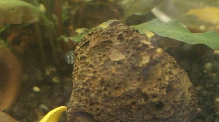 Ah les creu creu creuuu