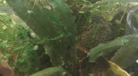 Ah les creu creu creuuu