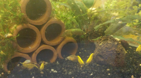 Ah les creu creu creuuu