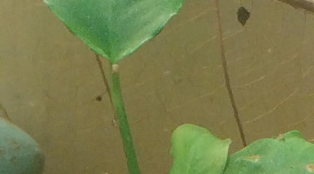 Ah les creu creu creuuu