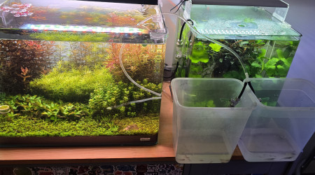 aquarium 70l hollandais