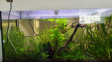 aquarium Walstad 100L