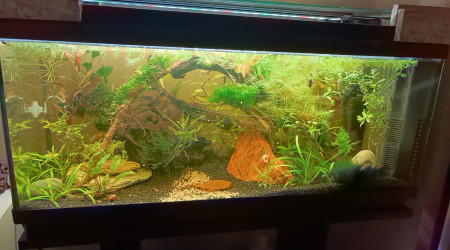 aquarium La petite jungle