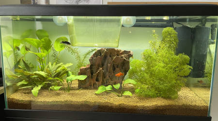 aquarium 60l