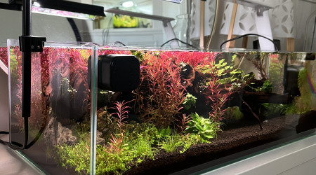 aquarium Red Shallow