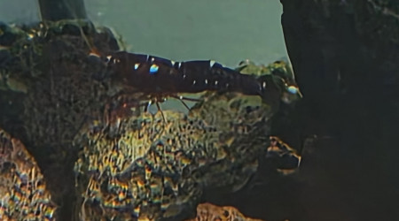 Marlenae femelles grainées cachée