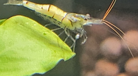 Sulawesi snow zébra