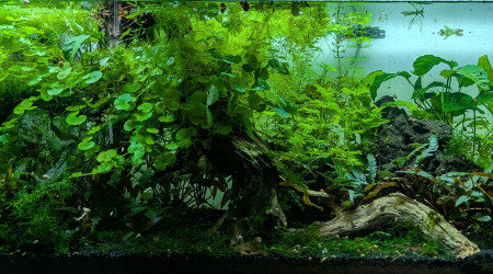 aquarium Propriété de l abonné 160l