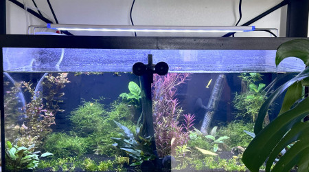 aquarium aquarium planté
