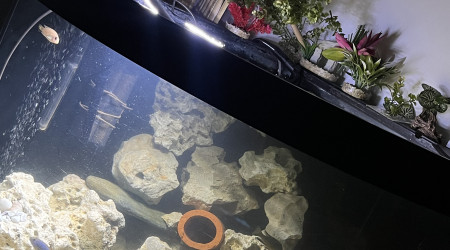 aquarium Biotop cichlidé africain