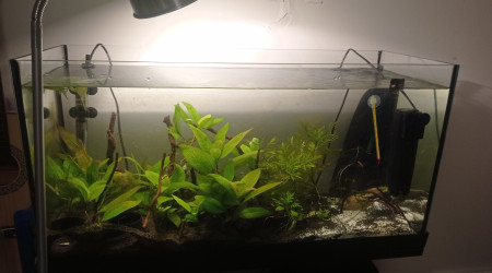 aquarium Bac gouramis miel Corydoras Néocaridina davidi