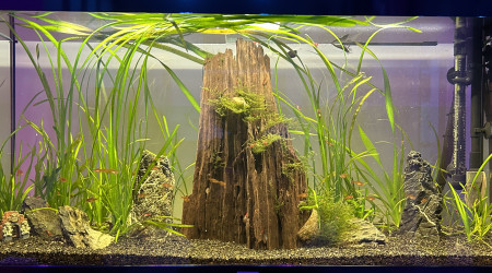 aquarium 120L