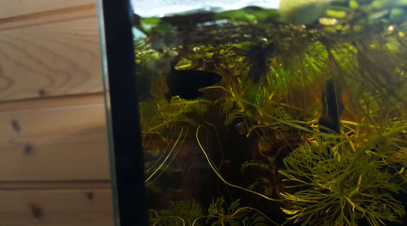 Les bettas coccina se reproduisent