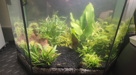 aquarium 30 litres Crevettes